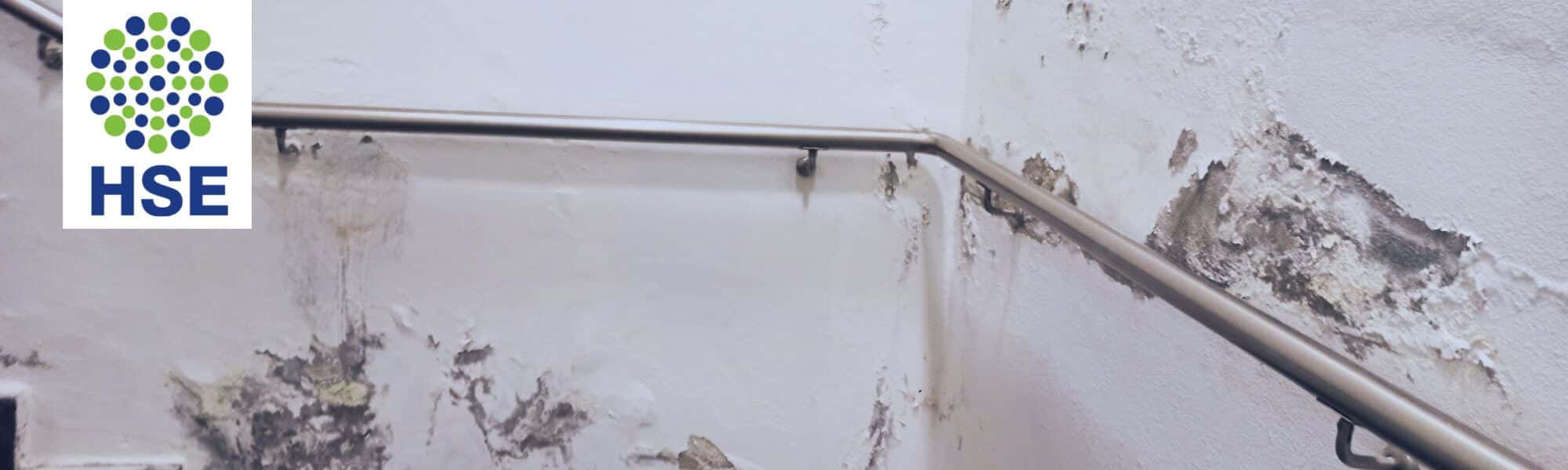 HSE Australia Managing Mould in the Workplace The Overlooked Risk of Workers' Safety Content1